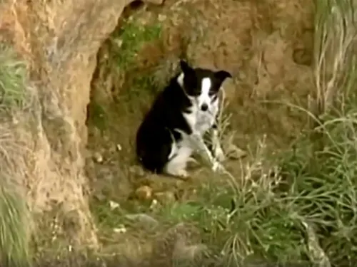 Jimmy, el perrito rescatado tras un calvario de tres horas