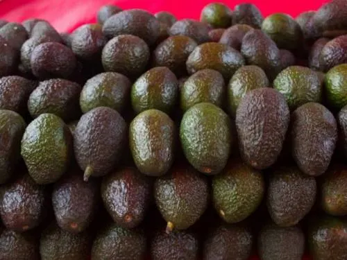 Precio del aguacate podría bajar en noviembre