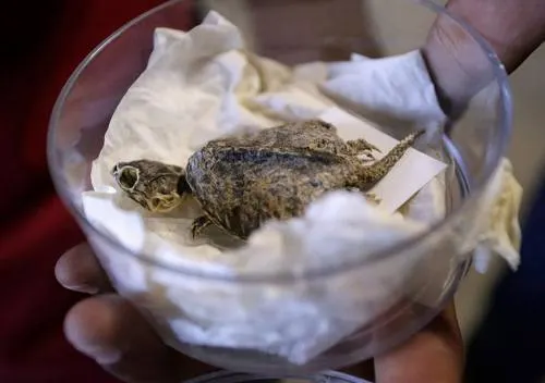 Hallan en Coahuila fósil de tortuga de 65 millones de años