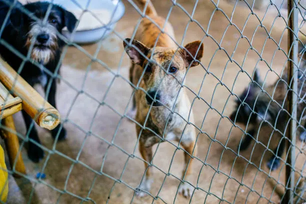 Maltrato animal en Puebla: más de mil 800 reportes y solo dos casos judicializados