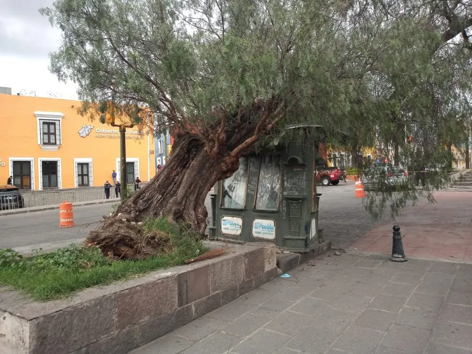 Cae emblemático árbol ubicado frente a Casa Aguayo
