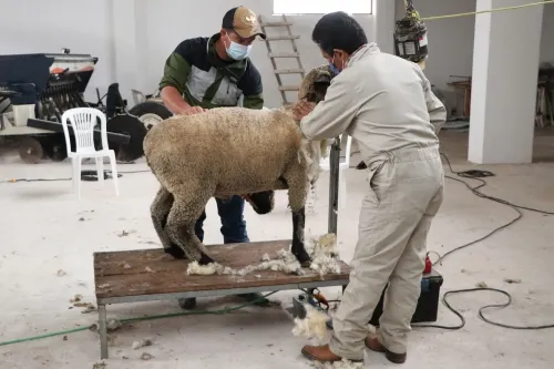 Capacita SDR a productores sobre trasquilado de ovejas