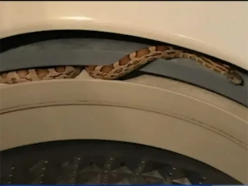 Serpiente resiste ciclo en lavadora y sale ‘rechinando de limpia’