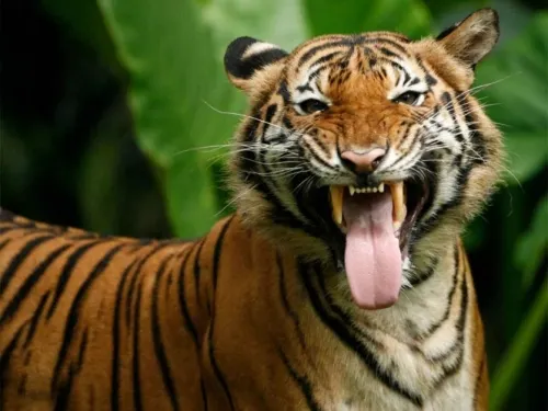 Tigre de Malasia podría extinguirse en tres años
