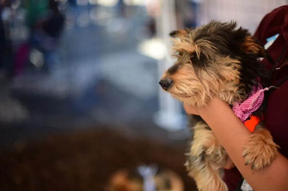 Ayuntamiento de Puebla rehabilitará el Centro de Protección Animal Zona Sur