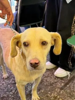Fortalece Gobierno de la Ciudad el cuidado de las mascotas con Jornadas de Protección Animal