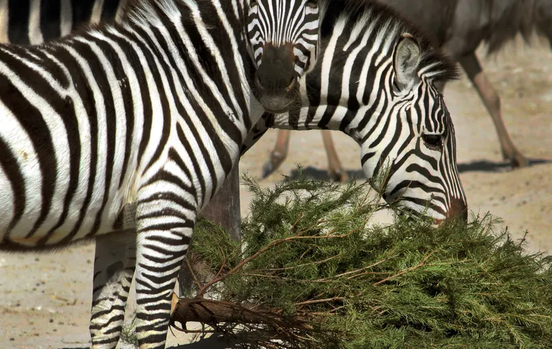Parque Africam Safari
