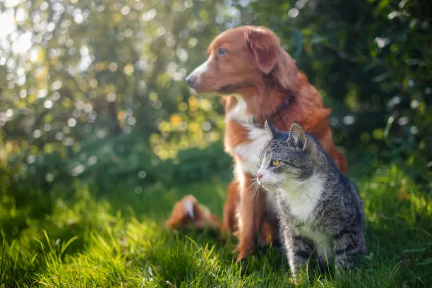 Ayuntamiento de Puebla creará 27 centros microregionales para el bienestar animal