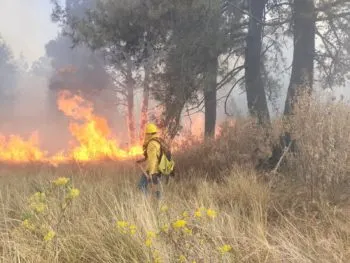 Incendios forestales en Puebla: 2 activos, 2 sofocados y 4 controlados