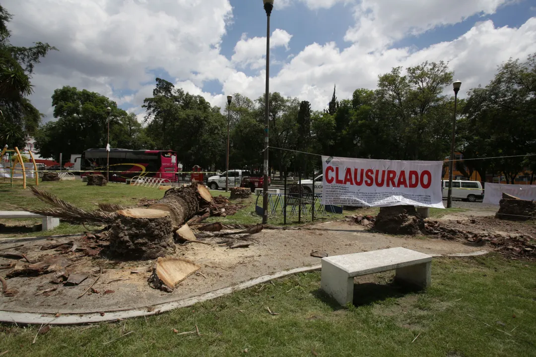 Señala Comuna que autoridades estatales no tienen facultad para clausurar tala en Analco