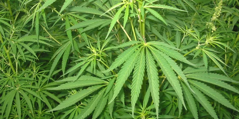 Plantea Sánchez Cordero destrabar proceso para regular la marihuana
