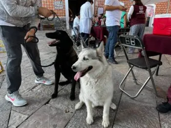 Ariadna Ayala continúa impulsando servicios veterinarios gratuitos en Atlixco