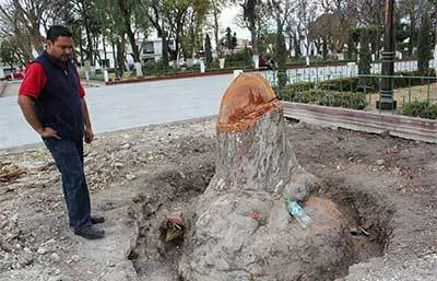 Derriban 17 árboles en la plaza principal de Tecali de Herrera