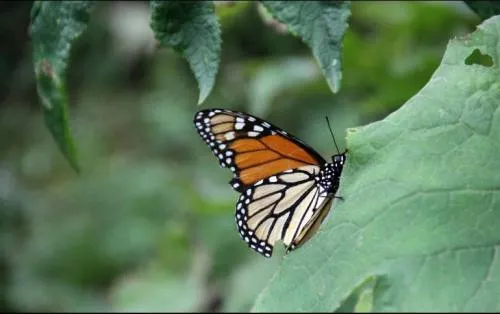 Mariposa Monarca llega a bosques del Estado de México