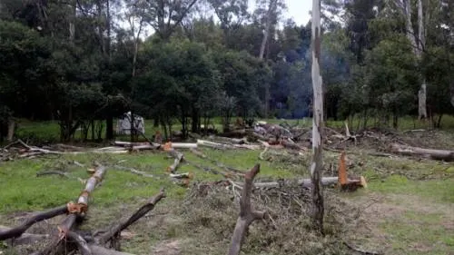 El ayuntamiento de Puebla denuncia tala de árboles en Santa Cruz Buenavista