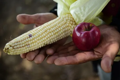 Árboles frutales, para diversificar la producción en comunidades de Puebla: Granjas Carroll
