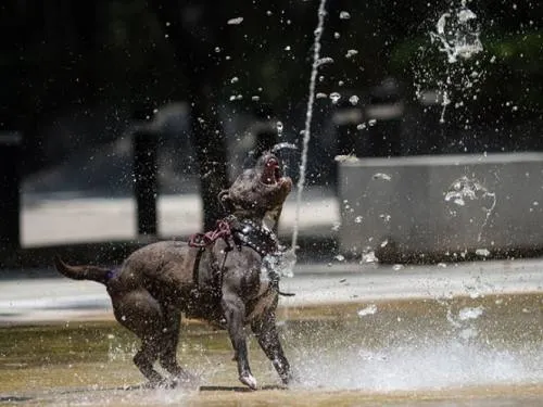 El calor no cede en el país; habrá hasta 50 grados este viernes