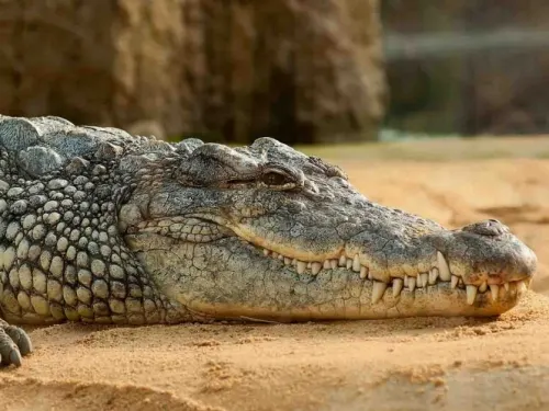 Ancestros de cocodrilos habrían caminado en dos patas, según estudio