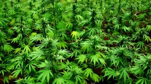Habrá nuevas medicinas con la mariguana