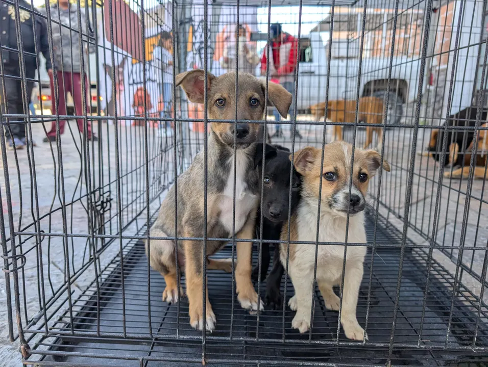 Feria de Adopción Canina