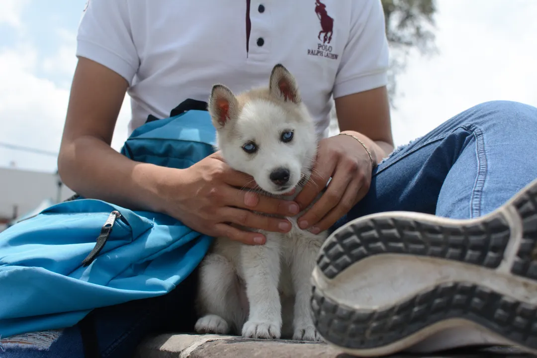 Día Mundial del Perro, ¿algo que celebrar en Puebla?