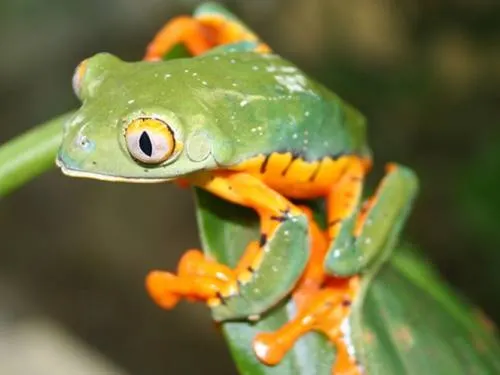 Esta es la nueva especie de rana hallada por la Universidad de Manchester