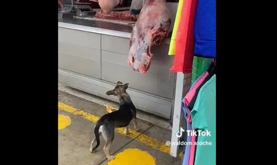 Perrito ladrón
