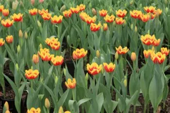 Atlixco florece en San Valentín con la producción de tulipán holandés