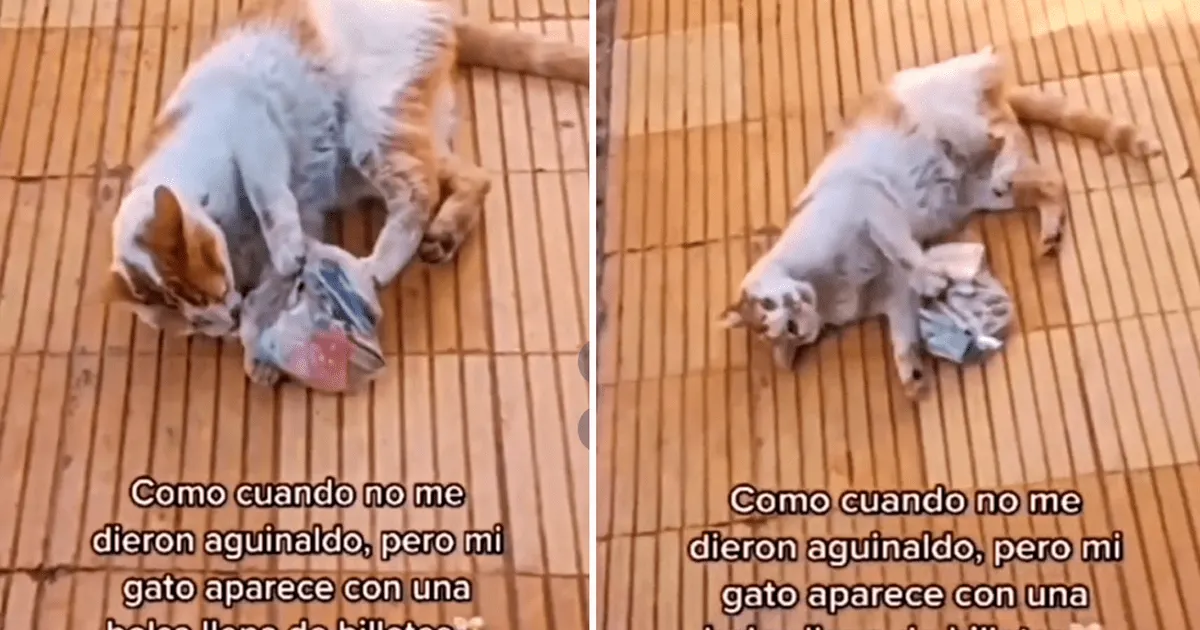 Gato sorprende a su dueña luego de regresar a casa con una bolsa llena de billetes