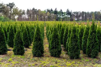 Árboles de Navidad, una tradición con beneficios ambientales