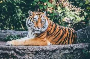 Escapa tigre en Xicotepec tras desborde de río; edil Carlos Barragán lanza alerta por peligro a la población