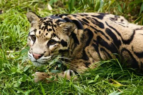 Encuentran en Taiwán un leopardo creído extinto desde hace más de 30 años