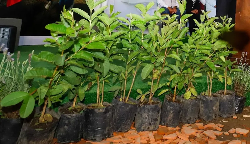 gob-pue-reforestacion-zoquitlan