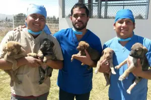 Comuna buscará esterilizar a 10 mil perros y gatos