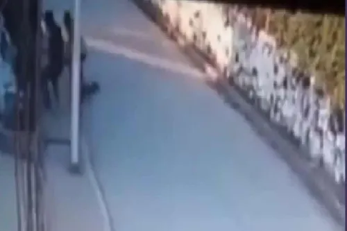 Sujetos matan a patadas a un perro labrador