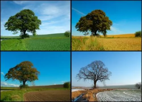¿Por qué les llamamos primavera, verano, otoño e invierno a las estaciones del año?