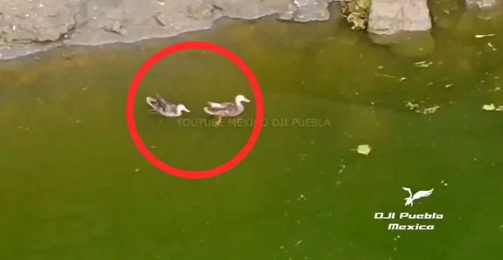 Foto: Captura de pantalla