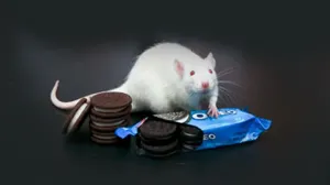 Galletas Oreo son igual de adictivas que la cocaína o la morfina