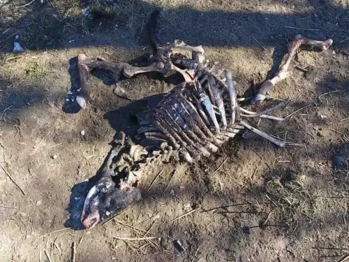 ¿Alienígenas o satanismo? Encuentran macabra mutilación en toros