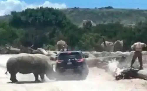 Africam Safari pagó por daños causados a camioneta de familia atacada por rinoceronte