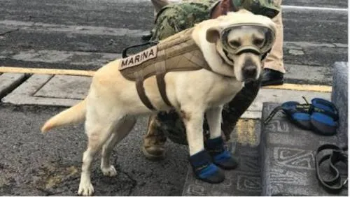 Twitter crea emoji de Frida.