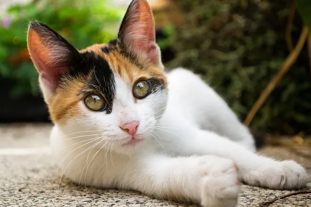 Conoce cómo registrar a tu gato en Puebla y celebra el Día Internacional del Gato