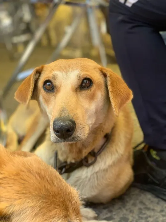 Atiende Ayuntamiento de Puebla a mascotas en Guadalupe Xonacatepec y Romero Vargas