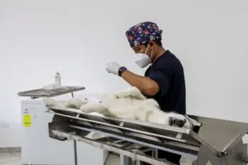 Ayuntamiento de Puebla destinará 6 mdp para rehabilitar estancia animal de la China Poblana