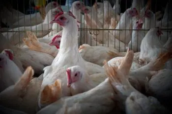 Puebla, en alerta para detectar casos de gripe aviar en humanos: Salud