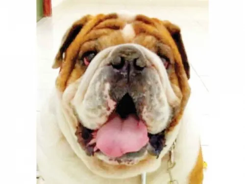 Detienen a dos y recuperan al perrito bulldog ‘Emilio’