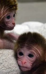 Científicos crean los primeros monos quiméricos