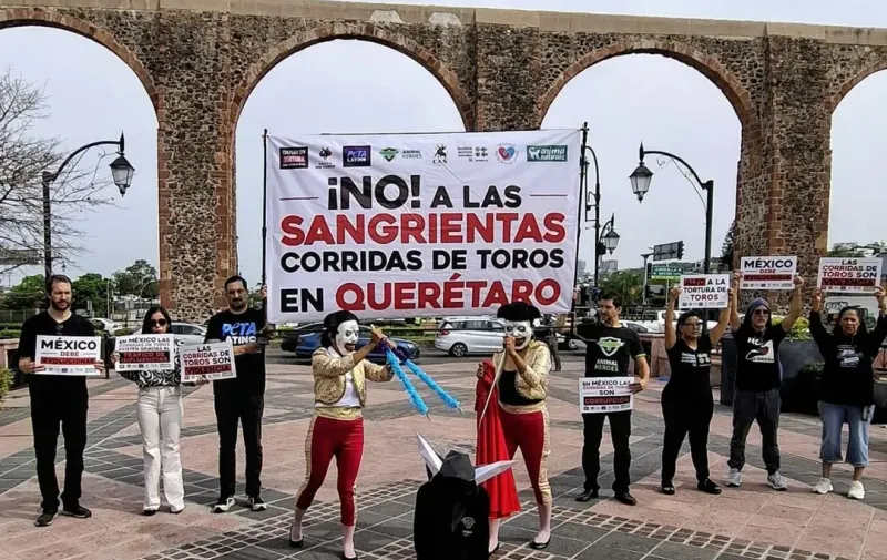 Organizaciones exigen fin de las corridas de toros en Querétaro y presentan iniciativa para retirar su estatus como patrimonio cultural inmaterial
