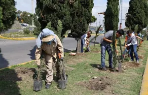 Comuna plantará 5 mil árboles dentro del Programa de Reforestación 2014
