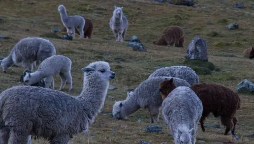 No es broma: Anticuerpos de las llamas ayudarían a combatir COVID-19